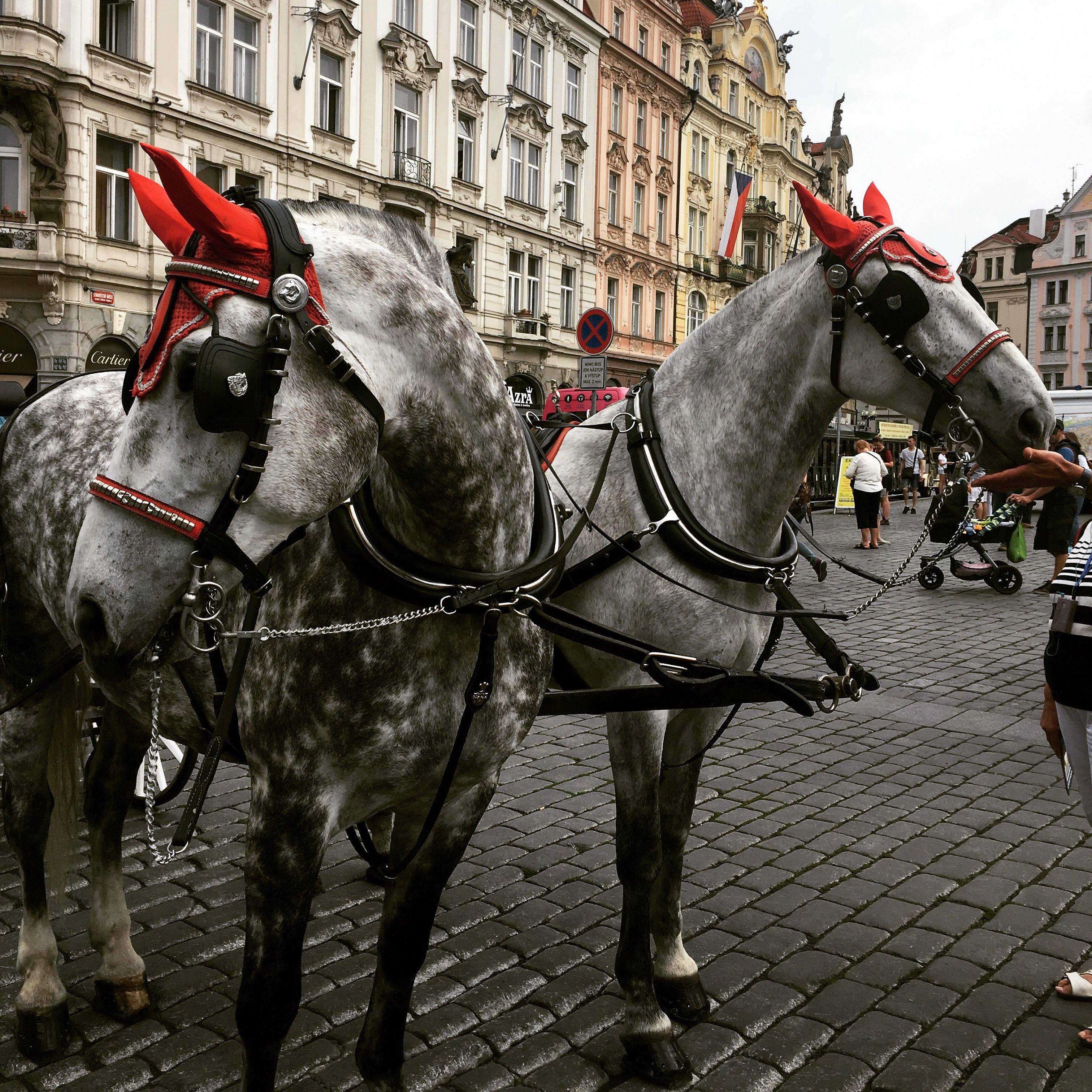 奥地利维也纳队表现出色,胜利在望的简单介绍 奥地利维也纳队表现出色,胜利在望的简单介绍