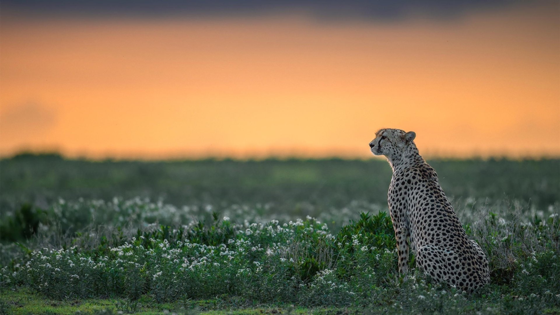 鹈鹕啄破北境，生死时刻铸就抢七传奇