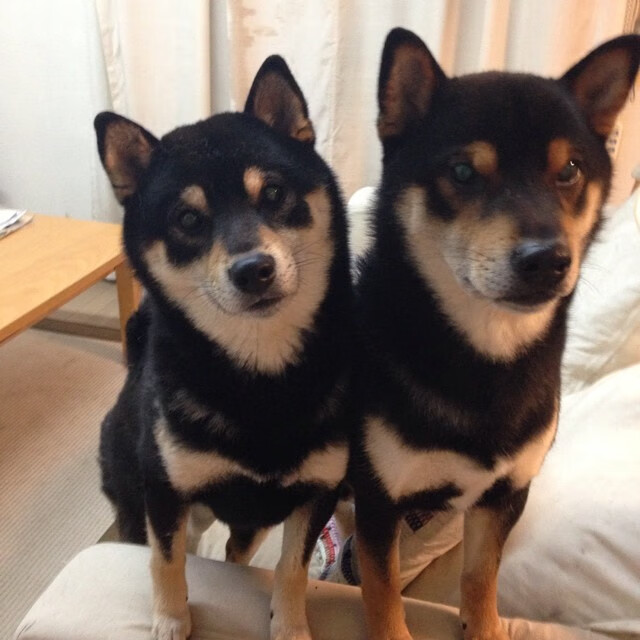 美加墨世界杯焦点战，灰熊巅峰对决，胜出魔术