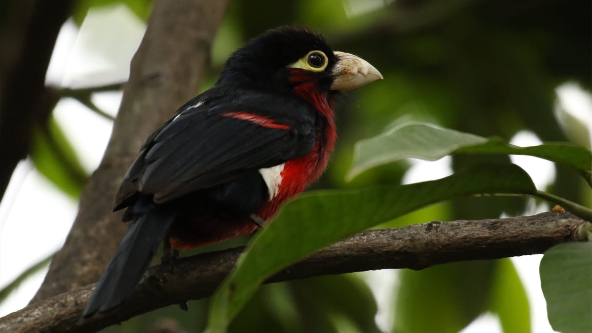 跨越大洲的绿茵对话，若日尼奥一锤定音诠释中场艺术