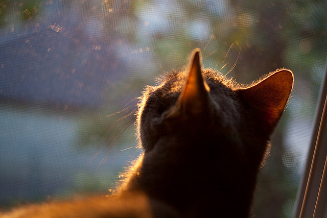 双线激情,英超争冠焦点战与瑞典绝杀里昂的足球之夜