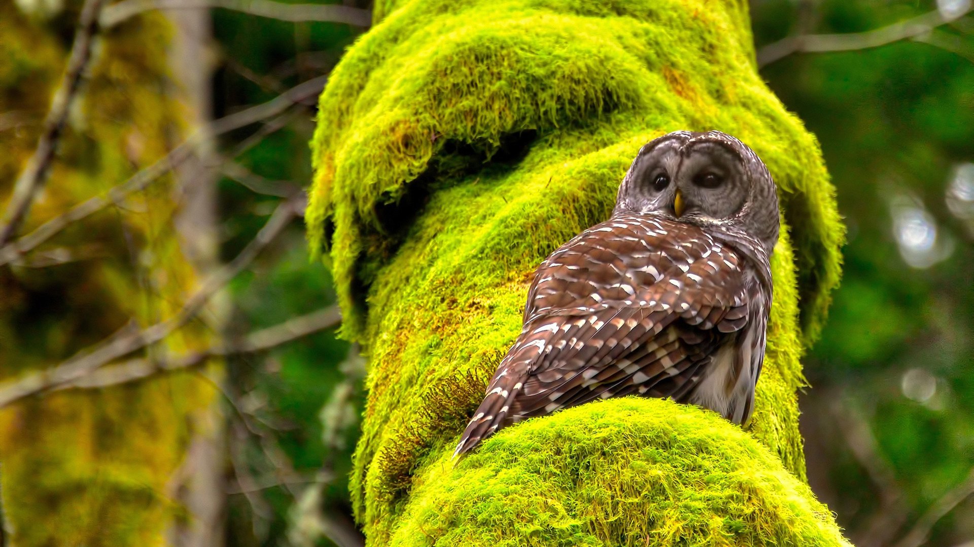 班凯罗爆发引燃跨洋对决！湖人加时险胜山西背后，藏着一个关于篮球本质的秘密