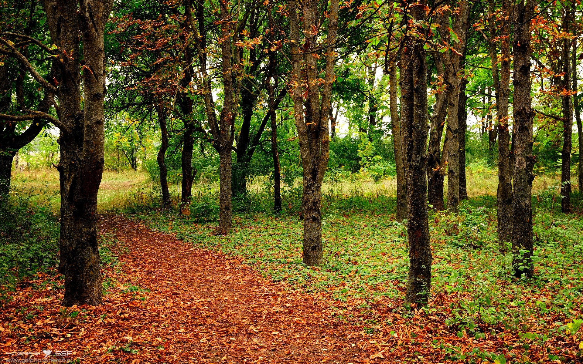 极速棋盘上的绿茵舞者,当F1引擎轰鸣遇上卢卡库的节奏变奏