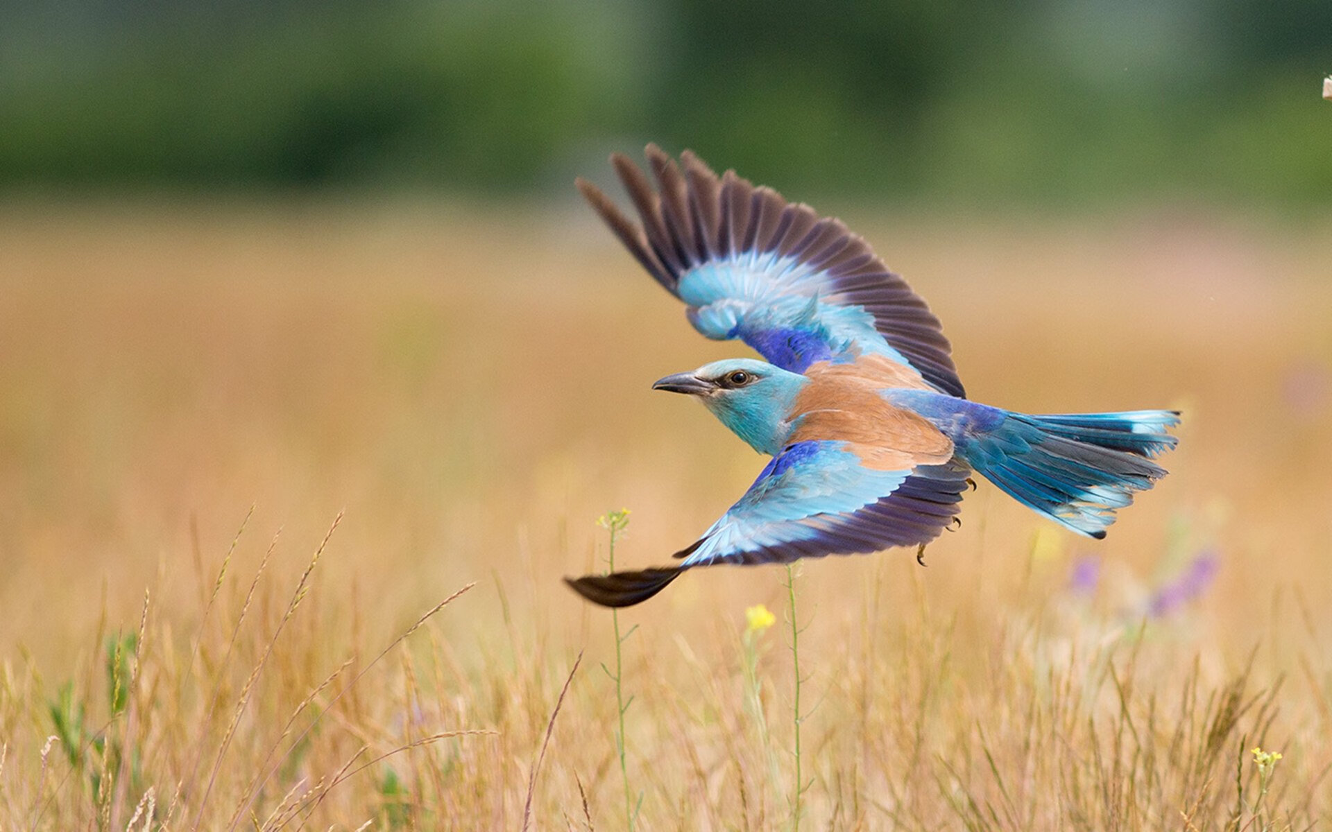 当塔图姆砍下107分时,山西队正在横扫篮网